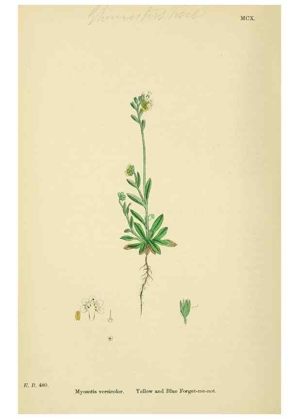Reproducción/Reproduction 48718240332: English botany, or, Coloured figures of British plants /. London :R. Hardwicke,1863-1886.. 