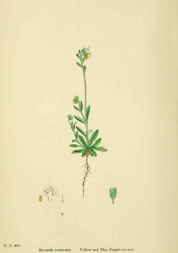 Reproducción/Reproduction 48718240332: English botany, or, Coloured figures of British plants /. London :R. Hardwicke,1863-1886.. 