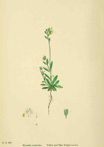 Reproducción/Reproduction 48718240332: English botany, or, Coloured figures of British plants /. London :R. Hardwicke,1863-1886.. 