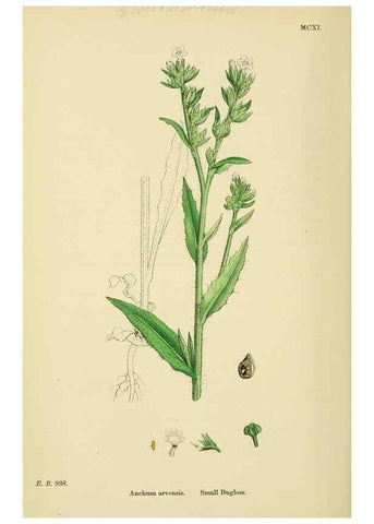 Reproducción/Reproduction 48717732493: English botany, or, Coloured figures of British plants /. London :R. Hardwicke,1863-1886.. 