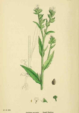 Reproducción/Reproduction 48717732493: English botany, or, Coloured figures of British plants /. London :R. Hardwicke,1863-1886.. 
