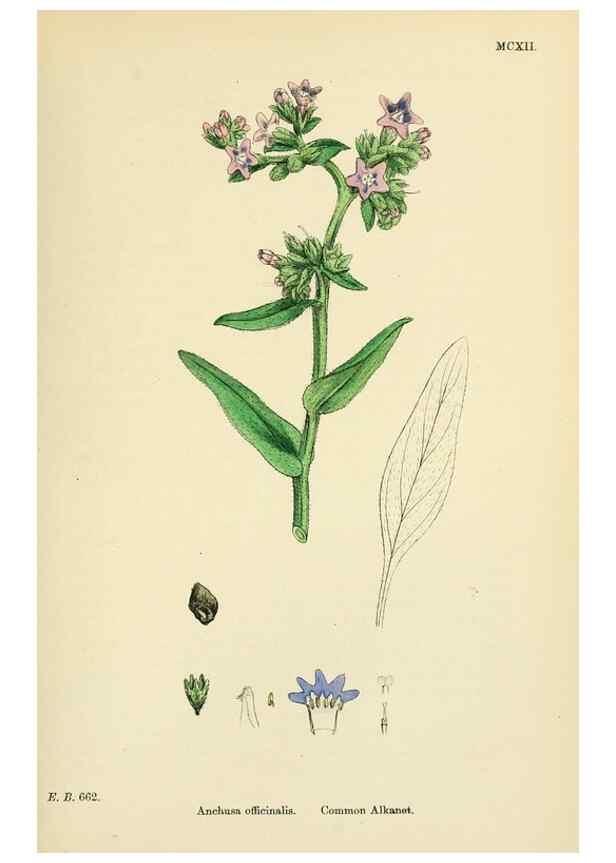 Reproducción/Reproduction 48718240887: English botany, or, Coloured figures of British plants /. London :R. Hardwicke,1863-1886.. 