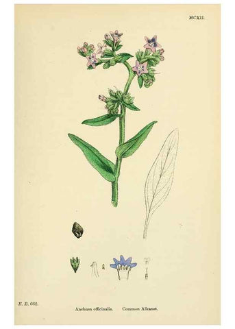 Reproducción/Reproduction 48718240887: English botany, or, Coloured figures of British plants /. London :R. Hardwicke,1863-1886.. 