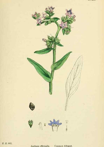 Reproducción/Reproduction 48718240887: English botany, or, Coloured figures of British plants /. London :R. Hardwicke,1863-1886.. 
