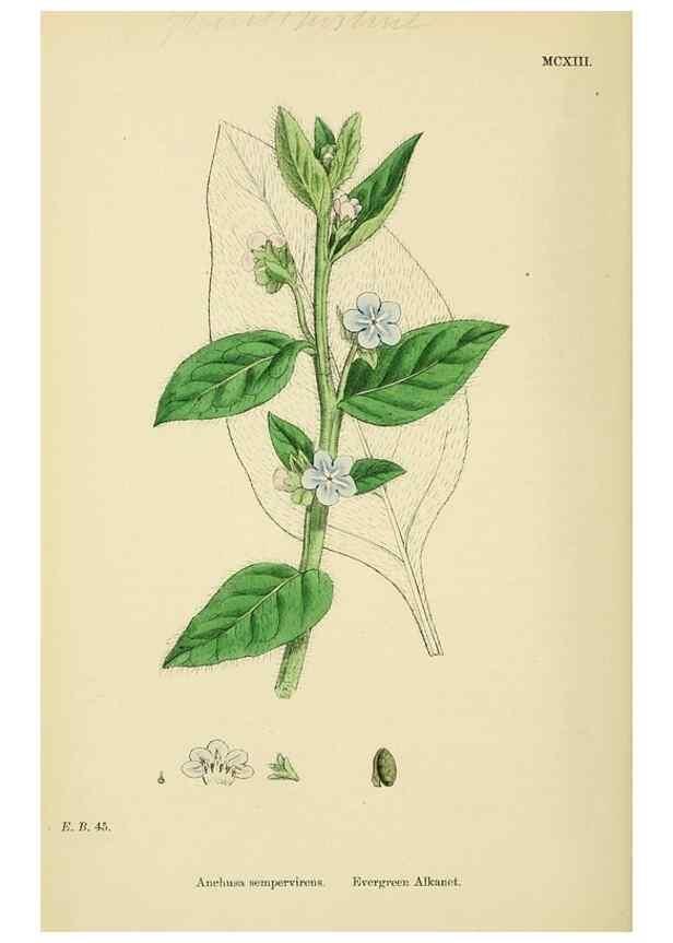 Reproducción/Reproduction 48718241167: English botany, or, Coloured figures of British plants /. London :R. Hardwicke,1863-1886.. 