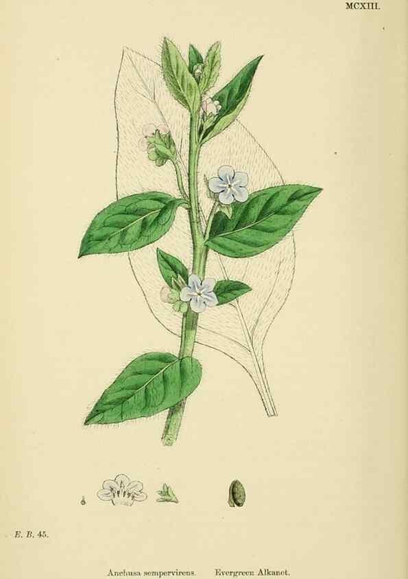 Reproducción/Reproduction 48718241167: English botany, or, Coloured figures of British plants /. London :R. Hardwicke,1863-1886.. 
