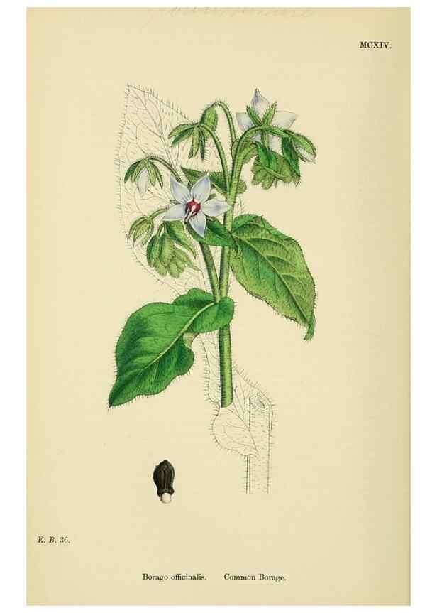 Reproducción/Reproduction 48718069711: English botany, or, Coloured figures of British plants /. London :R. Hardwicke,1863-1886.. 