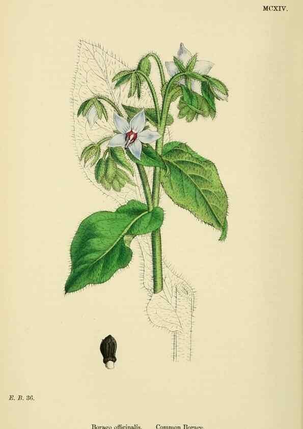 Reproducción/Reproduction 48718069711: English botany, or, Coloured figures of British plants /. London :R. Hardwicke,1863-1886.. 