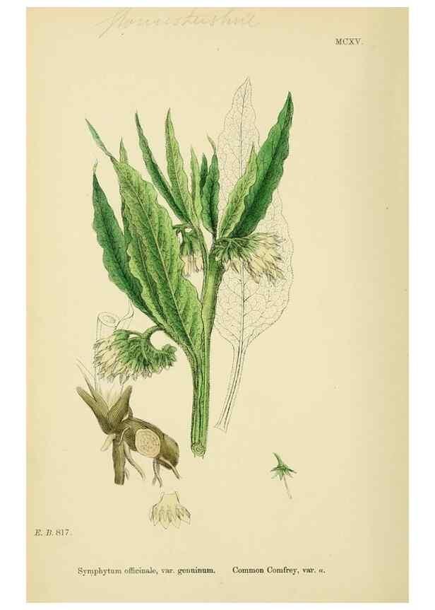 Reproducción/Reproduction 48717733663: English botany, or, Coloured figures of British plants /. London :R. Hardwicke,1863-1886.. 