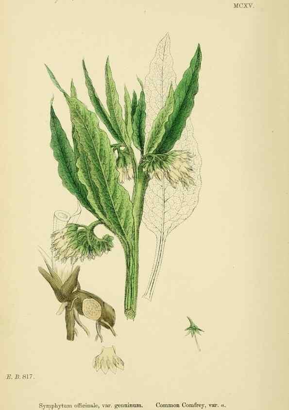 Reproducción/Reproduction 48717733663: English botany, or, Coloured figures of British plants /. London :R. Hardwicke,1863-1886.. 