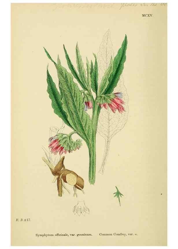 Reproducción/Reproduction 48718242052: English botany, or, Coloured figures of British plants /. London :R. Hardwicke,1863-1886.. 