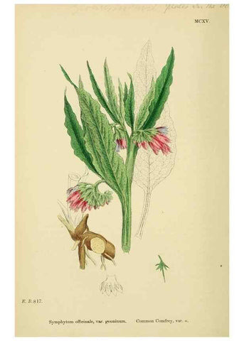 Reproducción/Reproduction 48718242052: English botany, or, Coloured figures of British plants /. London :R. Hardwicke,1863-1886.. 