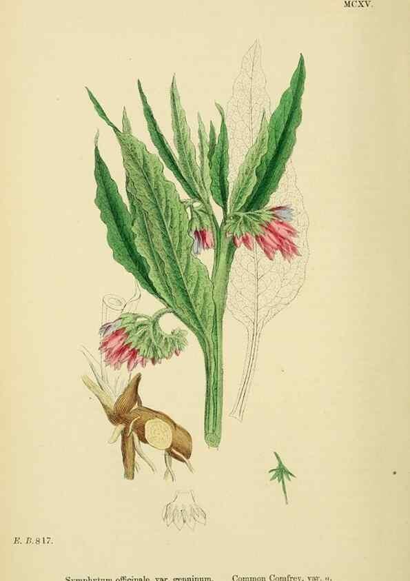 Reproducción/Reproduction 48718242052: English botany, or, Coloured figures of British plants /. London :R. Hardwicke,1863-1886.. 