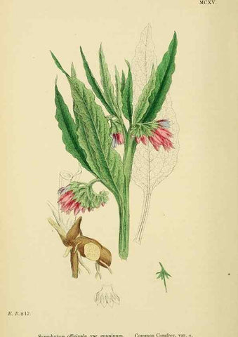 Reproducción/Reproduction 48718242052: English botany, or, Coloured figures of British plants /. London :R. Hardwicke,1863-1886.. 