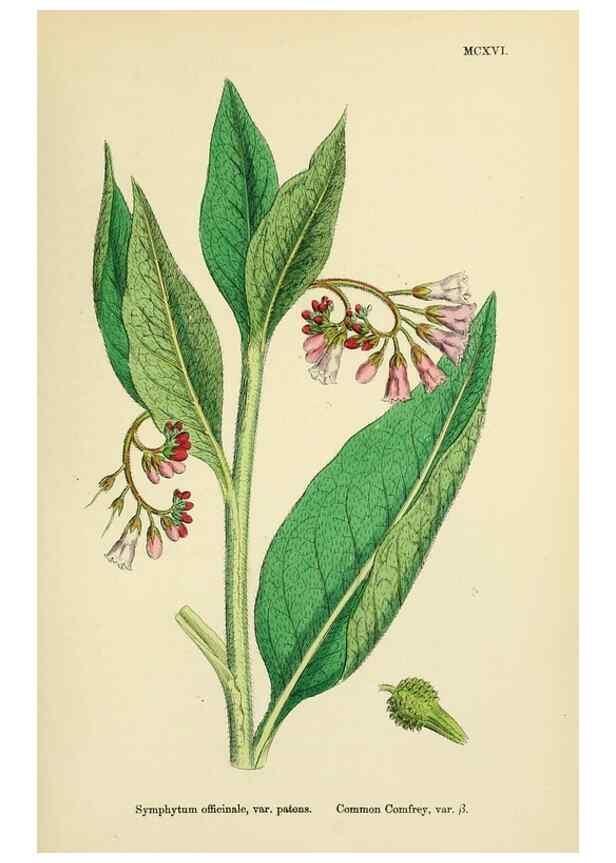 Reproducción/Reproduction 48718242412: English botany, or, Coloured figures of British plants /. London :R. Hardwicke,1863-1886.. 