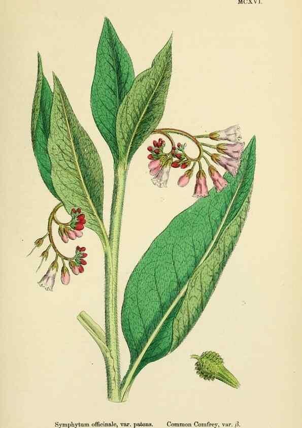 Reproducción/Reproduction 48718242412: English botany, or, Coloured figures of British plants /. London :R. Hardwicke,1863-1886.. 
