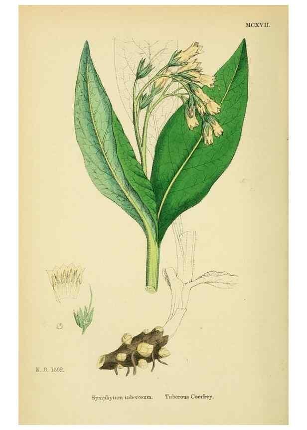 Reproducción/Reproduction 48718242767: English botany, or, Coloured figures of British plants /. London :R. Hardwicke,1863-1886.. 