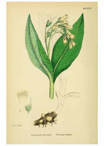 Reproducción/Reproduction 48718242767: English botany, or, Coloured figures of British plants /. London :R. Hardwicke,1863-1886.. 