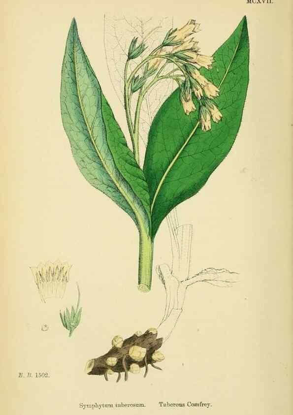 Reproducción/Reproduction 48718242767: English botany, or, Coloured figures of British plants /. London :R. Hardwicke,1863-1886.. 