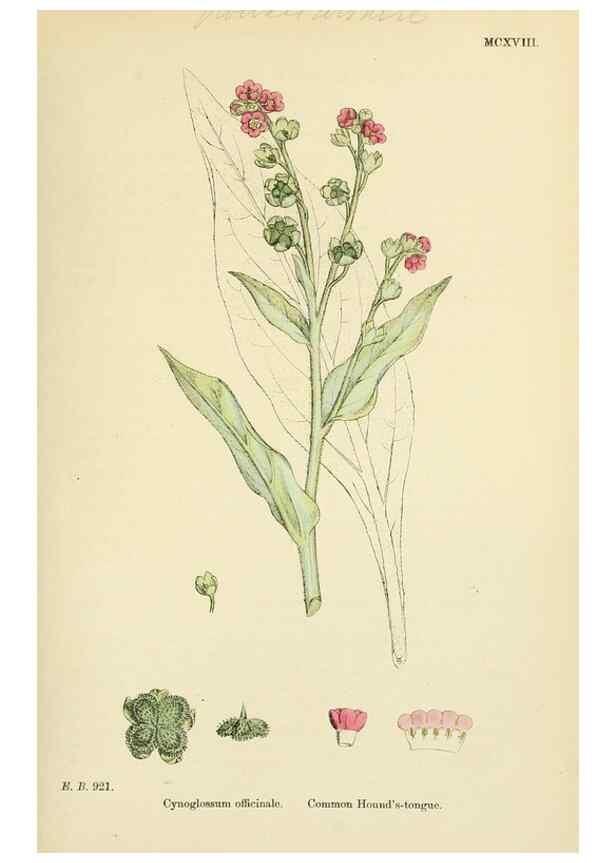 Reproducción/Reproduction 48718071146: English botany, or, Coloured figures of British plants /. London :R. Hardwicke,1863-1886.. 