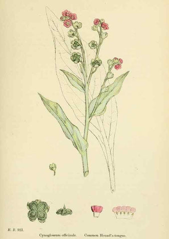 Reproducción/Reproduction 48718071146: English botany, or, Coloured figures of British plants /. London :R. Hardwicke,1863-1886.. 