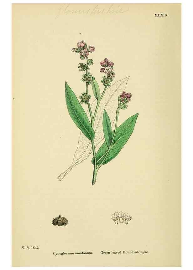 Reproducción/Reproduction 48718071601: English botany, or, Coloured figures of British plants /. London :R. Hardwicke,1863-1886.. 