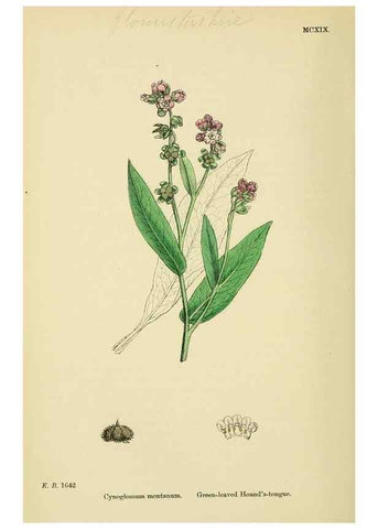 Reproducción/Reproduction 48718071601: English botany, or, Coloured figures of British plants /. London :R. Hardwicke,1863-1886.. 