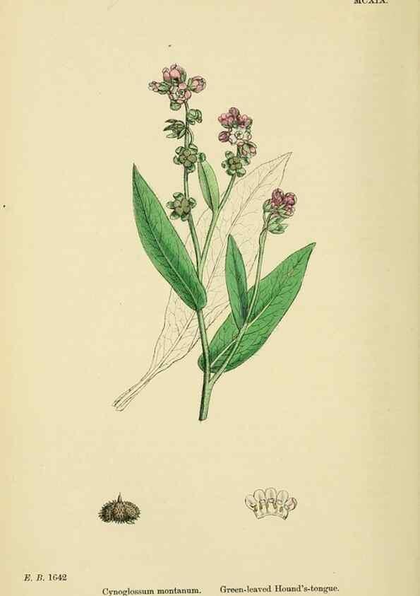 Reproducción/Reproduction 48718071601: English botany, or, Coloured figures of British plants /. London :R. Hardwicke,1863-1886.. 