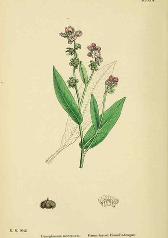 Reproducción/Reproduction 48718071601: English botany, or, Coloured figures of British plants /. London :R. Hardwicke,1863-1886.. 