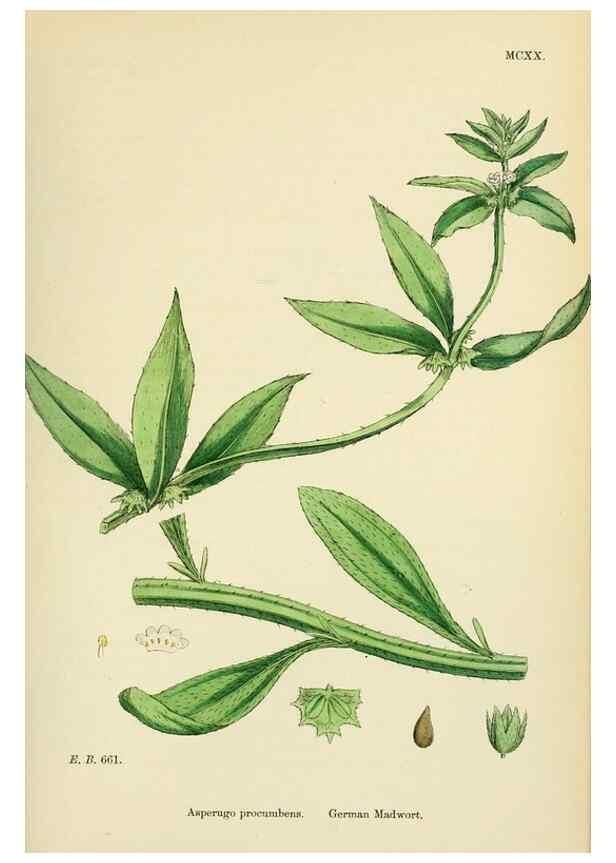 Reproducción/Reproduction 48717735538: English botany, or, Coloured figures of British plants /. London :R. Hardwicke,1863-1886.. 