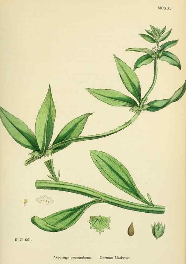 Reproducción/Reproduction 48717735538: English botany, or, Coloured figures of British plants /. London :R. Hardwicke,1863-1886.. 