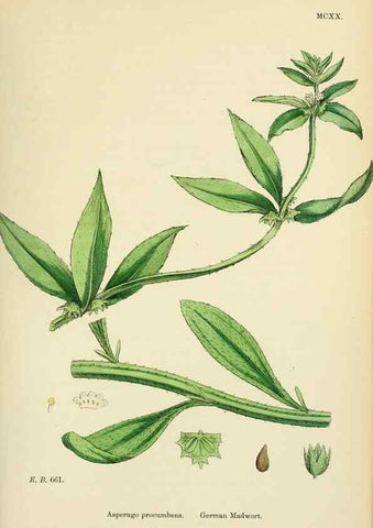 Reproducción/Reproduction 48717735538: English botany, or, Coloured figures of British plants /. London :R. Hardwicke,1863-1886.. 