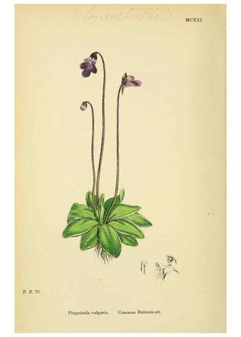 Reproducción/Reproduction 48717735868: English botany, or, Coloured figures of British plants /. London :R. Hardwicke,1863-1886.. 