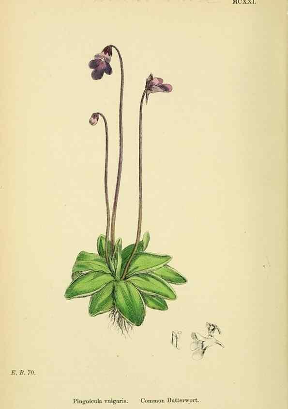 Reproducción/Reproduction 48717735868: English botany, or, Coloured figures of British plants /. London :R. Hardwicke,1863-1886.. 