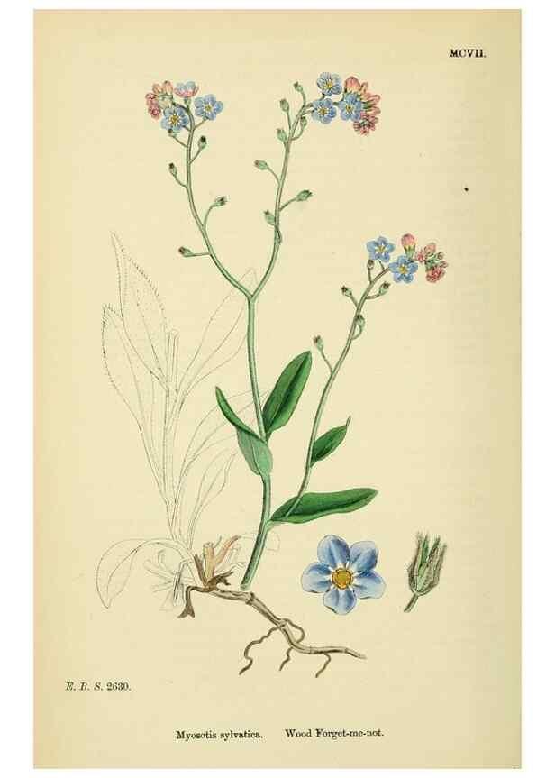 Reproducción/Reproduction 48718239527: English botany, or, Coloured figures of British plants /. London :R. Hardwicke,1863-1886.. 