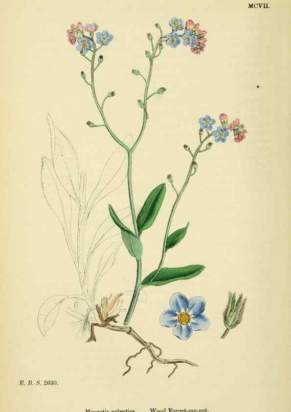 Reproducción/Reproduction 48718239527: English botany, or, Coloured figures of British plants /. London :R. Hardwicke,1863-1886.. 