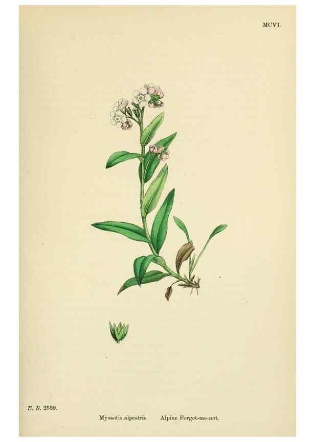 Reproducción/Reproduction 48718239247: English botany, or, Coloured figures of British plants /. London :R. Hardwicke,1863-1886.. 