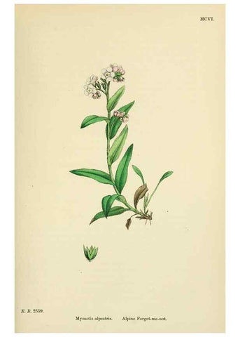 Reproducción/Reproduction 48718239247: English botany, or, Coloured figures of British plants /. London :R. Hardwicke,1863-1886.. 