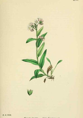 Reproducción/Reproduction 48718239247: English botany, or, Coloured figures of British plants /. London :R. Hardwicke,1863-1886.. 