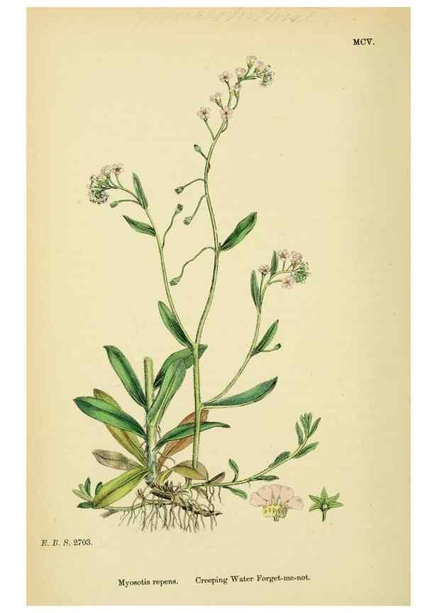 Reproducción/Reproduction 48717730523: English botany, or, Coloured figures of British plants /. London :R. Hardwicke,1863-1886.. 