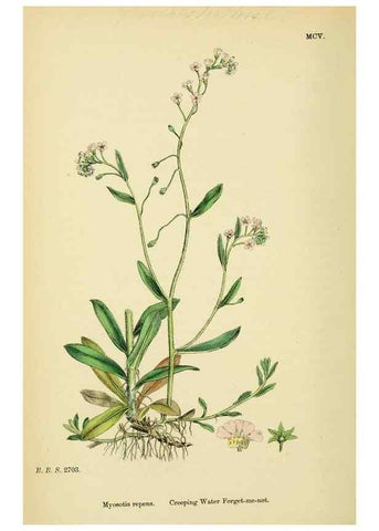 Reproducción/Reproduction 48717730523: English botany, or, Coloured figures of British plants /. London :R. Hardwicke,1863-1886.. 