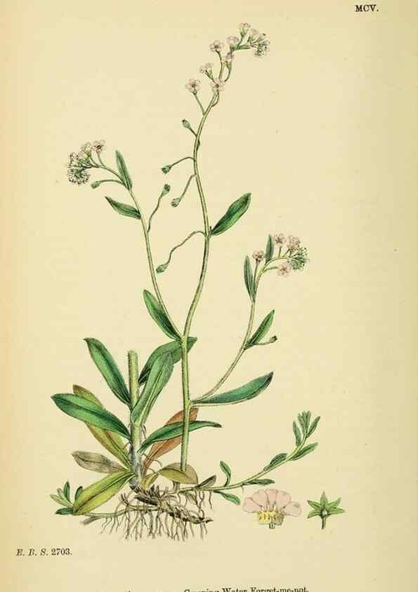 Reproducción/Reproduction 48717730523: English botany, or, Coloured figures of British plants /. London :R. Hardwicke,1863-1886.. 