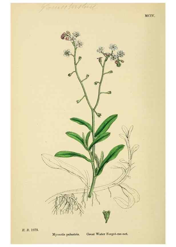 Reproducción/Reproduction 48718238607: English botany, or, Coloured figures of British plants /. London :R. Hardwicke,1863-1886.. 