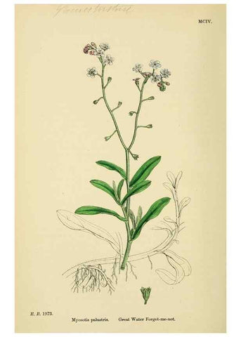 Reproducción/Reproduction 48718238607: English botany, or, Coloured figures of British plants /. London :R. Hardwicke,1863-1886.. 