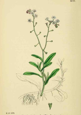Reproducción/Reproduction 48718238607: English botany, or, Coloured figures of British plants /. London :R. Hardwicke,1863-1886.. 