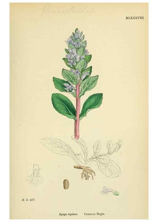 Reproducción/Reproduction 48718060266: English botany, or, Coloured figures of British plants /. London :R. Hardwicke,1863-1886.. 