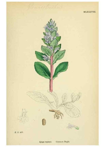 Reproducción/Reproduction 48718060266: English botany, or, Coloured figures of British plants /. London :R. Hardwicke,1863-1886.. 
