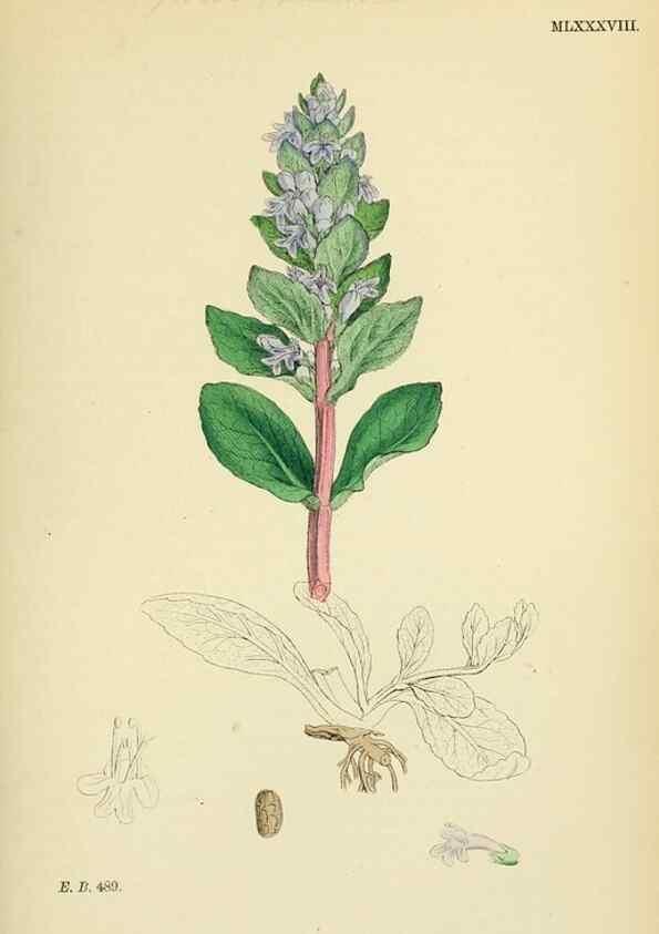 Reproducción/Reproduction 48718060266: English botany, or, Coloured figures of British plants /. London :R. Hardwicke,1863-1886.. 