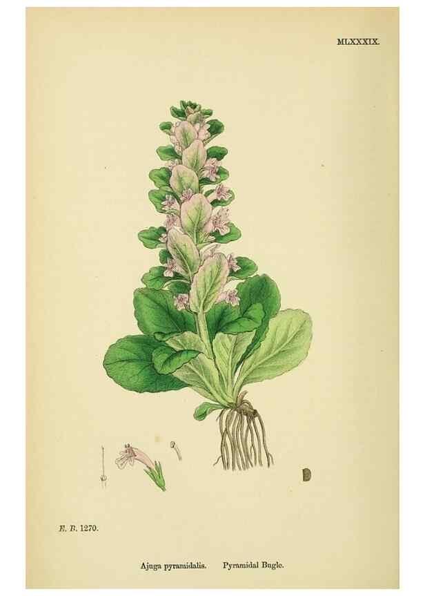 Reproducción/Reproduction 48717723948: English botany, or, Coloured figures of British plants /. London :R. Hardwicke,1863-1886.. 