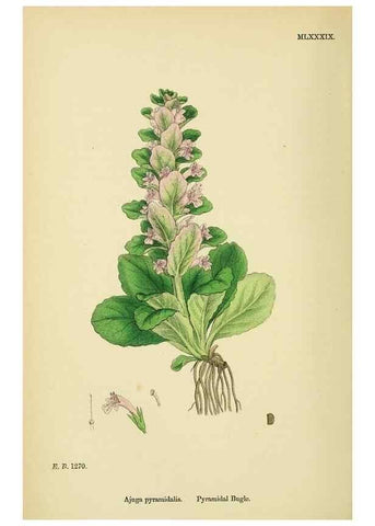 Reproducción/Reproduction 48717723948: English botany, or, Coloured figures of British plants /. London :R. Hardwicke,1863-1886.. 